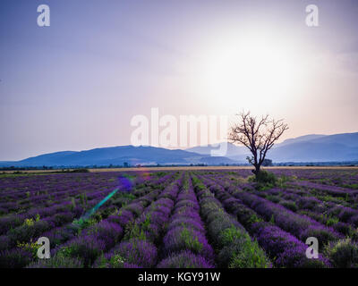 Vista aerea di un paesaggio con campo di lavanda Foto Stock