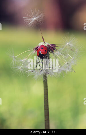 Ladybug e tarassaco, macro shot Foto Stock
