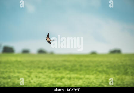 Swallow in volo sopra il campo Foto Stock