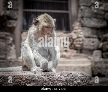 Macaco in profondità di pensiero in un antico sito in Thailandia Foto Stock