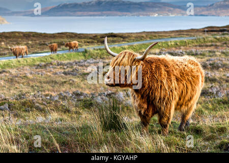 Highland mucca in Scozia Foto Stock