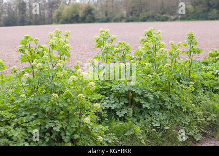 Alexanders (Smyrnium olusatrum). Strada orlo. Hickling. Norfolk. Regno Unito. Foto Stock