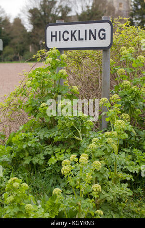 Villaggio cartello stradale. HICKLING, Norfolk, Broadland. East Anglia. ENGLAND REGNO UNITO. Nota verde fresco (Alexanders Smyrnium olusatrum), crescendo in primo piano. Foto Stock