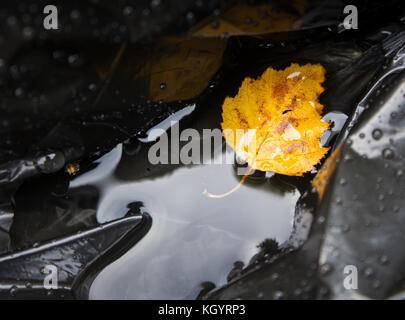 Betulla foglie in acqua di pioggia. Prato e foglia sacchetto di plastica. L'autunno. Il clean-up. Abstract. Foto Stock