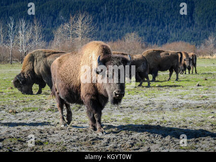 Il Bisonte di legno. Alaska Wildlife Conservation Centre Foto Stock