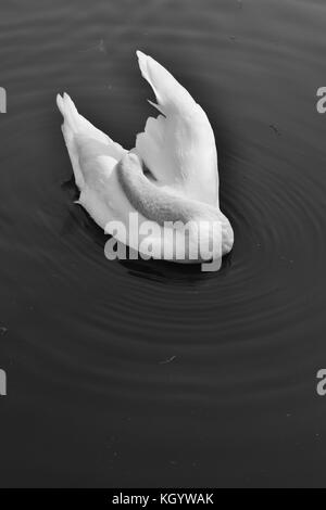 Il White Swan beauty nuoto Foto Stock
