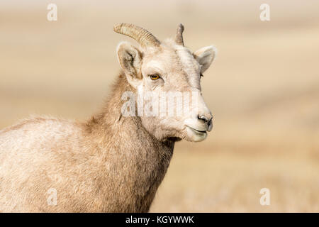 Bighorn (ovis canadensis), Parco nazionale Badlands, Dakota del Sud, Stati Uniti d'America Foto Stock