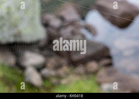 Triangolo orrore ragnatela o spider web isolati su sfondo nero,la foto in orizzontale Foto Stock