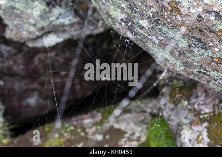 Triangolo orrore ragnatela o spider web isolati su sfondo nero,la foto in orizzontale Foto Stock