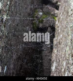 Triangolo orrore ragnatela o spider web isolati su sfondo nero,la foto in orizzontale Foto Stock