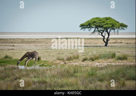 Una giraffa di acqua potabile nel Parco Nazionale di Etosha, Namibia, marzo 2013. Foto Stock