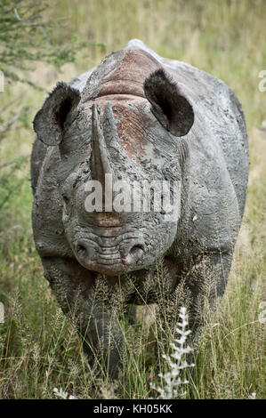 Ritratto di un rinoceronte bianco nel Parco Nazionale di Etosha, Namibia, marzo 2013 Foto Stock