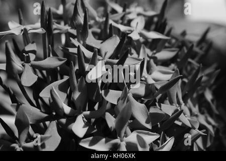 Primo piano della ixora coccinea fiori in monocromatico. Foto Stock