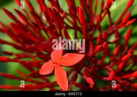 Primo piano della Ixora coccinea boccioli di fiori con una bud in piena fioritura. Foto Stock