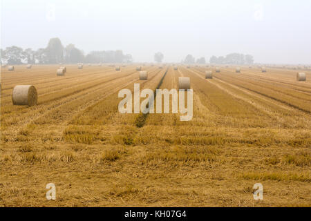 Diffusione di balle di fieno in un campo immerso nella nebbia Foto Stock