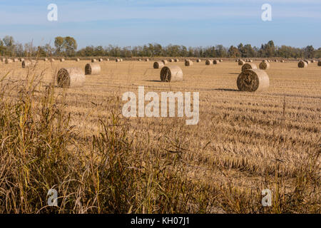 Balle di fieno e di riso anguille in un campo che è appena stato arato Foto Stock