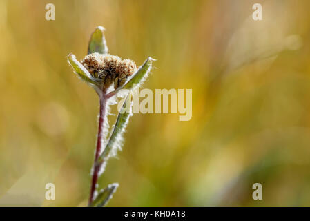 Bellissimo sfondo floreale con delicato fiore edelweiss su uno sfondo sfocato di erba verde in montagna Foto Stock