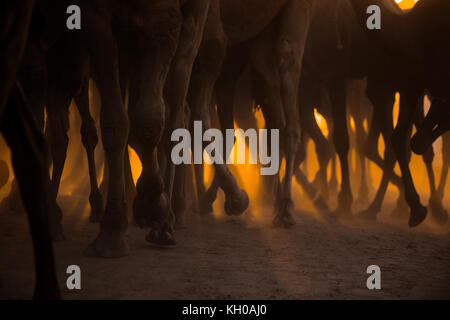 Caos, Camel Fair, Rajasthan, Pushkar, India Foto Stock