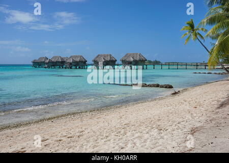 Spiaggia sabbiosa tropicale con bungalow con tetto in paglia su palafitte nella laguna, Tikehau Atoll, tuamotus, Polinesia francese, oceano pacifico del Sud e Oceania Foto Stock