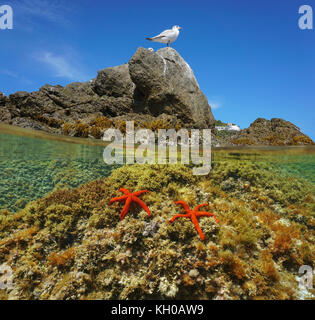 Al di sopra e al di sotto della superficie dell'acqua, mediterraneo gabbiano su una roccia con il mare rosso stelle subacquea, Roses in Costa Brava Catalogna Foto Stock