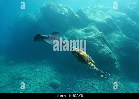 Un stingray nuota sott'acqua feriti e aggrovigliato mediante una linea di pesca, mare mediterraneo in costa brava catalogna Foto Stock