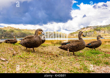 Anatre a zona picnic in riva al lago di Catania in Mount Buffalo, Victoria, Australia Foto Stock