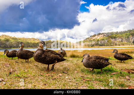 Anatre a zona picnic in riva al lago di Catania in Mount Buffalo, Victoria, Australia Foto Stock