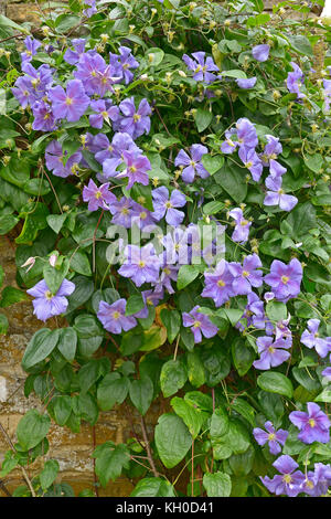 In prossimità di una scalata clematis x jackmanii in un paese giardino Foto Stock