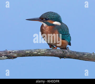 Eisvogel, kingfisher closeup Foto Stock