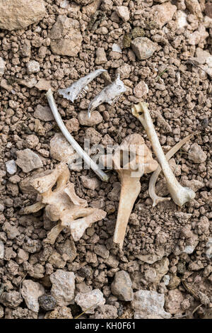 Le ossa di animali su grandi Ormes testa il Galles del Nord Foto Stock