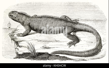Vecchia illustrazione di Iguana marina (Amblyrhynchus cristatus). Da autore non identificato, publ. su Magasin pittoresco, Parigi, 1847 Foto Stock