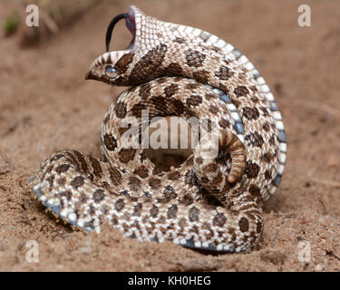 Le pianure di porco di naso-snake (heterodon nasicus) nel mezzo della morte feigning. fotografato nella contea di saldatura, Colorado, Stati Uniti d'America. Foto Stock