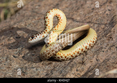 Un hatchling est a becco giallo racer (Coluber constrictor flaviventris) da Jefferson county, Colorado, Stati Uniti d'America. Foto Stock