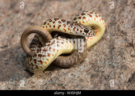 Un hatchling est a becco giallo racer (Coluber constrictor flaviventris) da Jefferson county, Colorado, Stati Uniti d'America. Foto Stock