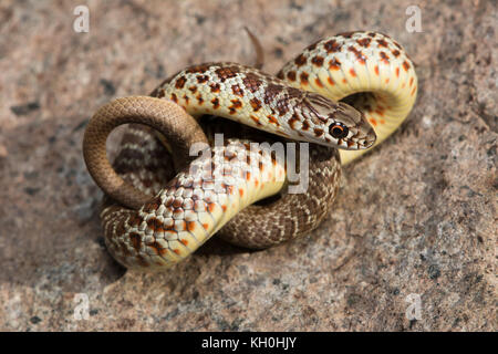 Un hatchling est a becco giallo racer (Coluber constrictor flaviventris) da Jefferson county, Colorado, Stati Uniti d'America. Foto Stock