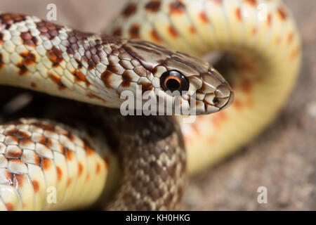 Un hatchling est a becco giallo racer (Coluber constrictor flaviventris) da Jefferson county, Colorado, Stati Uniti d'America. Foto Stock