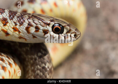 Un hatchling est a becco giallo racer (Coluber constrictor flaviventris) da Jefferson county, Colorado, Stati Uniti d'America. Foto Stock