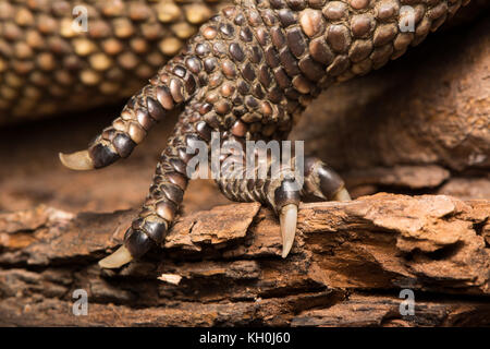 Rio Fuerte Beaded Lizard (Heloderma exasperatum) di sonora, Messico. Foto Stock