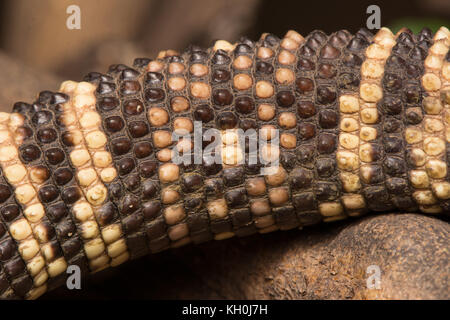 Rio Fuerte Beaded Lizard (Heloderma exasperatum) di sonora, Messico. Foto Stock