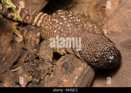 Rio Fuerte Beaded Lizard (Heloderma exasperatum) di sonora, Messico. Foto Stock