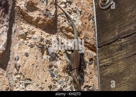 Yarrow di lucertola spinosa (sceloporus jarrovii) da hidalgo county, Nuovo Messico, Stati Uniti d'America. Foto Stock