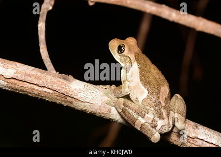 Rana comune di latte (Trachycephalus typhonius) di Quintana Roo, México. Foto Stock