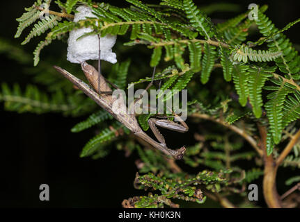 Una preda mantis recante l'uovo in schiuma bianca per la protezione. madagascar, Africa Foto Stock