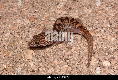 Yucatán Gecko (elegans Coleonyx), originario di Yucatán, Messico. Foto Stock
