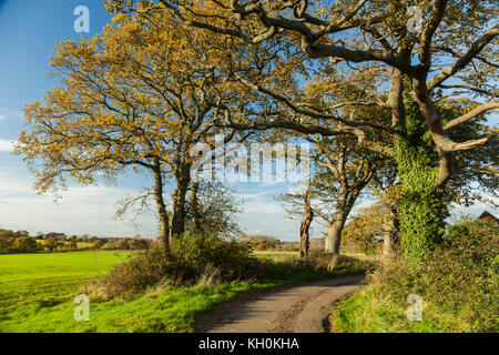 Pomeriggio autunnale nel west sussex campagna, Inghilterra. Foto Stock