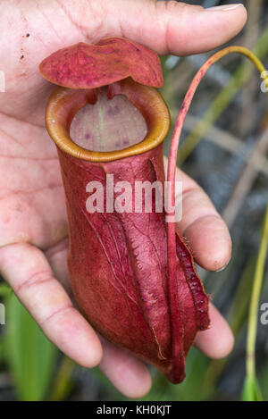 Colore rosso brocca di una pianta carnivora nepenthes madagascariensis , che si tiene in una mano. madagascar, Africa Foto Stock