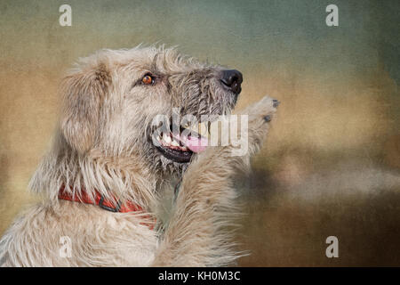 Attenzione-cerca di cane dando paw. bagnato e sporco ma carino! Foto Stock