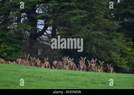 Bristol, Regno Unito. Xi Nov, 2017. Regno Unito Meteo. Daini e cervi vai su solchi stampede a Ashton Court Estate a Bristol nel Regno Unito su una mattina umido in novembre. Credito: Robert Timoney/Alamy Live News Foto Stock