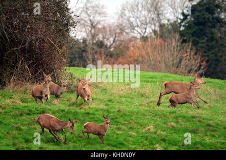 Bristol, Regno Unito. Xi Nov, 2017. Regno Unito Meteo. Daini e cervi vai su solchi stampede a Ashton Court Estate a Bristol nel Regno Unito su una mattina umido in novembre. Credito: Robert Timoney/Alamy Live News Foto Stock