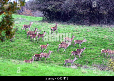 Bristol, Regno Unito. Xi Nov, 2017. Regno Unito Meteo. Daini e cervi vai su solchi stampede a Ashton Court Estate a Bristol nel Regno Unito su una mattina umido in novembre. Credito: Robert Timoney/Alamy Live News Foto Stock